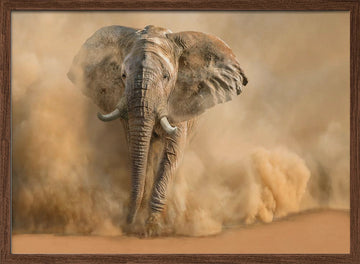 Majestic Elephant Dust Cloud | Poster - Walnut Frame Interior