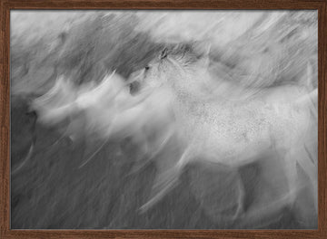 Dynamic White Horse | Poster - Walnut Frame Interior