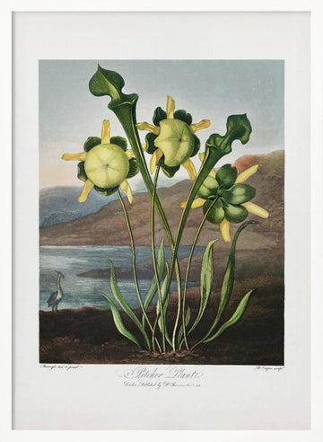 Pitcher Plant from The Temple of Flora (1807) | Poster - White Frame Interior