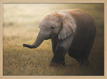 Walking Elephant Calf | Poster - Wood Frame Interior