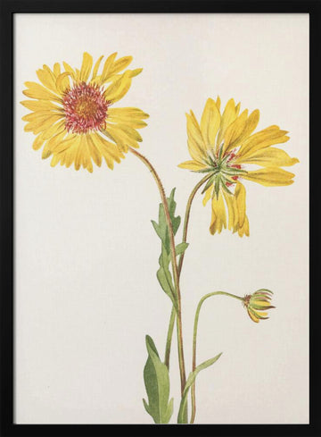Perennial Gaillardia From North American Wildflowers (1925) By Mary Vaux Walcott. | Poster - Black Metal Frame Interior