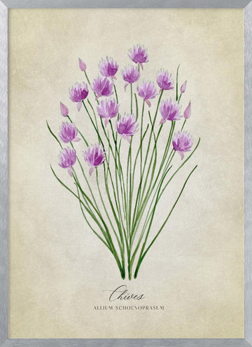 Fresh Chives Bloom | Poster - Silver Frame Interior