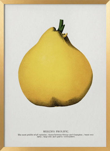 Meech's Prolific Pear Lithograph | Poster - Gold Frame Interior