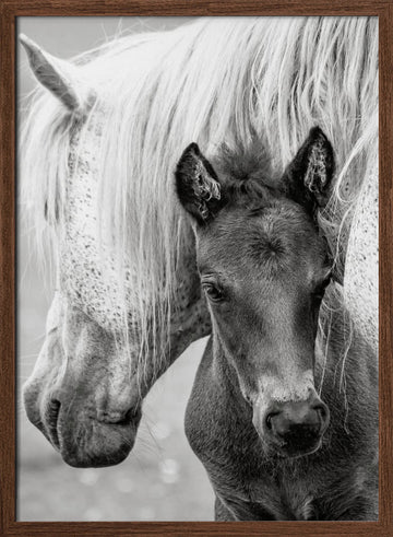 Mare and Foal | Poster - Walnut Frame Interior