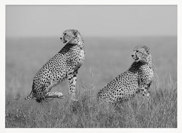 African Cheetahs Watching | Poster - White Frame Interior