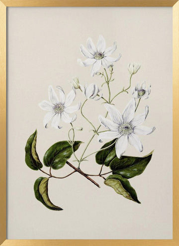 Puawananga   Clematis Indivisa Drawn By Sarah Featon (1848–1927) | Poster - Gold Frame Interior