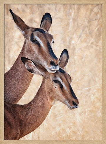 Gentle Impala Embrace | Poster - Wood Frame Interior