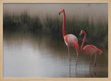 Flamingos In Calm Water | Poster - Wood Frame Interior