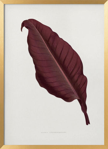 Pink Canna Atronigricans Leaf Illustration | Poster - Gold Frame Interior
