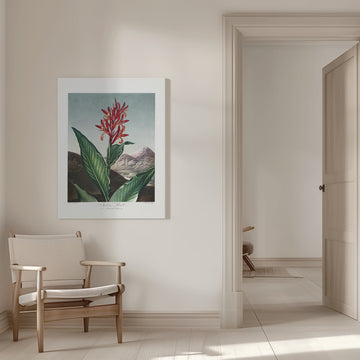Indian Reed from The Temple of Flora (1807) | Canvas - Room Interior 1