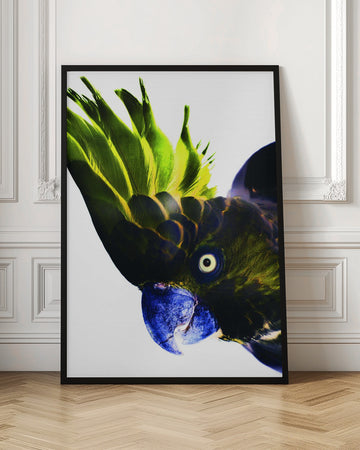 Vivid Bird Glance | Poster - Room Interior 1