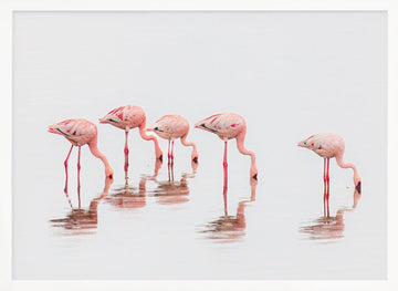 Wading Pink Flamingos | Poster - White Frame Interior