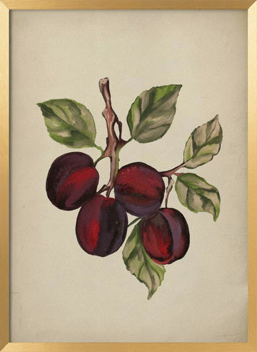 Ripe Plum Branch | Poster - Gold Frame Interior