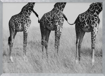 Three Playful Giraffes | Poster - Silver Frame Interior
