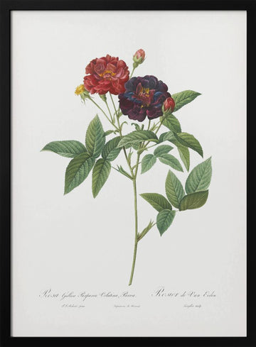 Rose of Van Eeden, Les Roses (1817–1824) | Poster - Black Metal Frame Interior