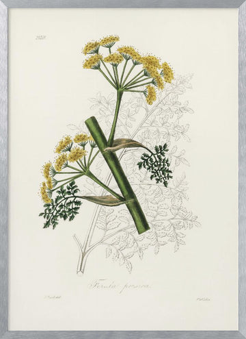 Ferula Persica Medical Botany | Poster - Silver Frame Interior