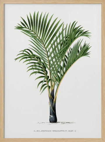 Xvii Hyophorbe V | Poster - Wood Frame Interior