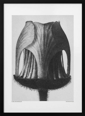 Geum Rivale | Poster - Black Metal Frame Interior
