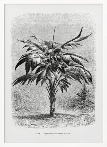 Vintage Palm Tree Drawing Viii | Poster - White Frame Interior