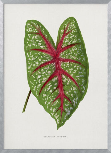 Green Caladium Chantini Leaf Illustration | Poster - Silver Frame Interior