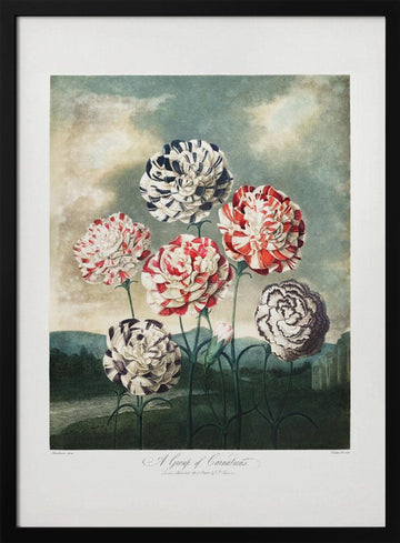 A Group of Carnations from The Temple of Flora (1807) | Poster - Black Metal Frame Interior
