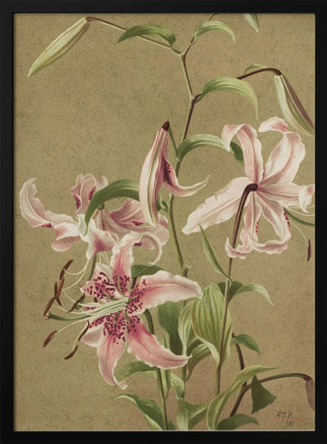 Japan Lily By Ellen Thayer Fisher | Poster - Black Metal Frame Interior