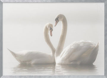 Swans In Love | Poster - Silver Frame Interior