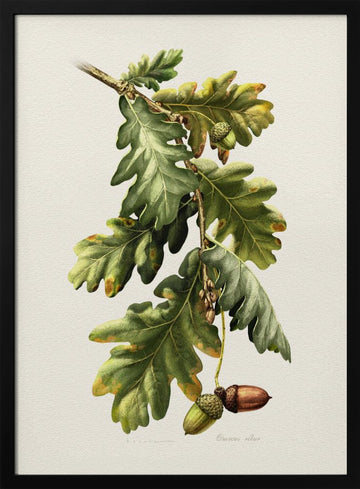 Botanical Oak Acorns | Poster - Black Metal Frame Interior