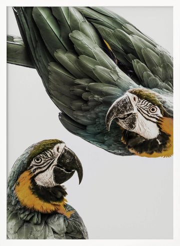 Vibrant Parrot Duo | Poster - White Frame Interior