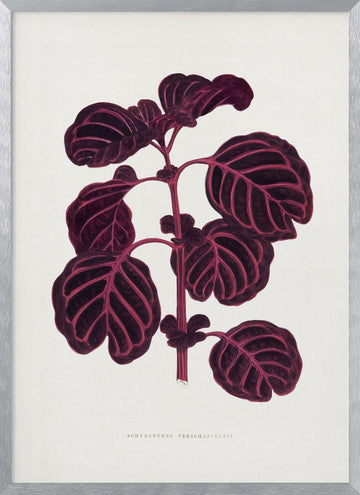 Pink Achyranthes Verschaffeltii Leaf Illustratio | Poster - Silver Frame Interior