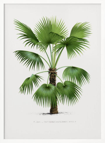 Xxvi Trithrinax B | Poster - White Frame Interior