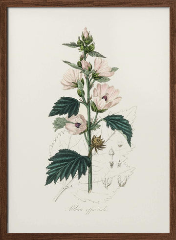 Common Marshmallow (althea Officinalis) Medical Botany | Poster - Walnut Frame Interior
