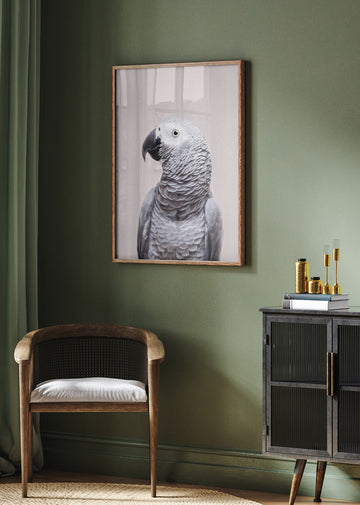 African Grey | Poster - Room Interior 2