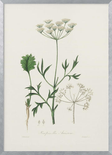 Aniseed (pimpinella Anisum) Medical Botany | Poster - Silver Frame Interior