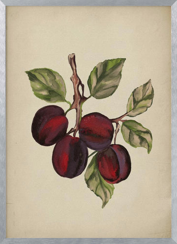 Ripe Plum Branch | Poster - Silver Frame Interior