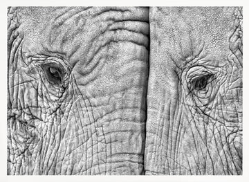 Monochrome Elephant Gaze | Poster - White Frame Interior