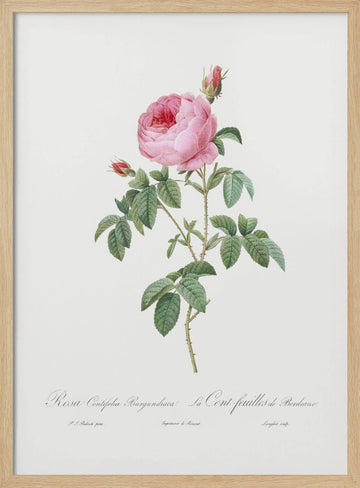 Burgundy Cabbage Rose, Les Roses (1817–1824) | Poster - Wood Frame Interior