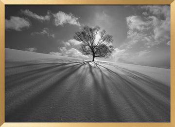 Winter Tree Long Shadows | Poster - Gold Frame Interior