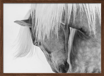 Serene Horse Portrait | Poster - Walnut Frame Interior