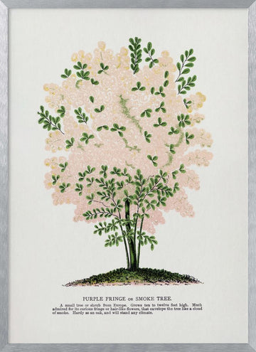 Purple Fringe Tree Lithograph | Poster - Silver Frame Interior