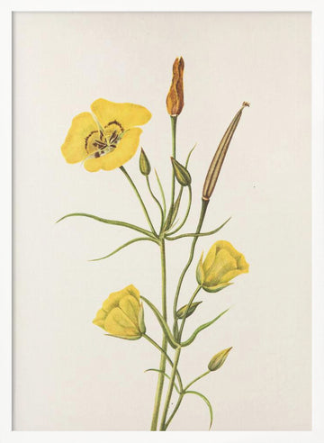 Goldenbowl Mariposa From North American Wildflowers (1925) By Mary Vaux Walcott | Poster - White Frame Interior