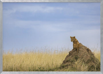 Curious Lion Cub Savanna | Poster - Silver Frame Interior