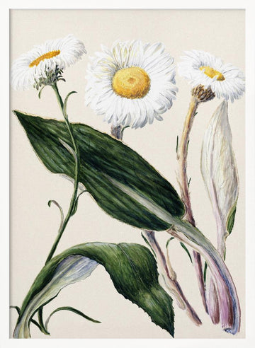 New Zealand Mountain Daisies Drawn By Sarah Featon (1848–1927 | Poster - White Frame Interior