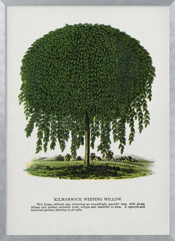 Kilmarnock Weeping Willow Tree Lithograph | Poster - Silver Frame Interior