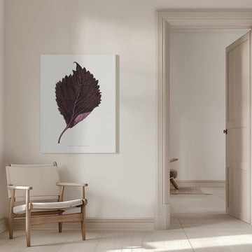 Pink Perilla Nankinensis Leaf Illustration | Canvas - Room Interior 1