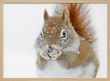 Red Squirrel In Snow | Poster - Wood Frame Interior