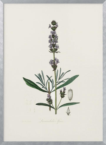 Lavender (lavandula Ipica)  Medical Botany | Poster - Silver Frame Interior