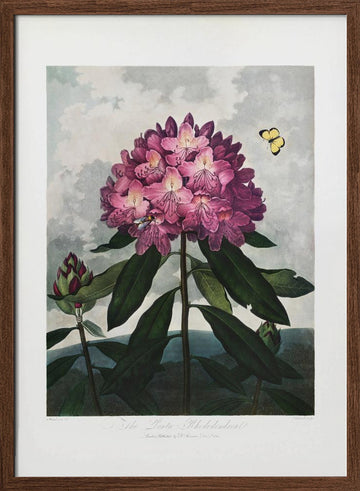 The Pontic Rhododendron from The Temple of Flora (1807) | Poster - Walnut Frame Interior