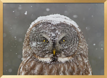 Great Grey Owl Winter | Poster - Gold Frame Interior