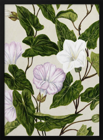 Bindweed Pohu By Sarah Featon (1848–1927) | Poster - Black Metal Frame Interior